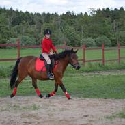 Anden særlig race Itschy