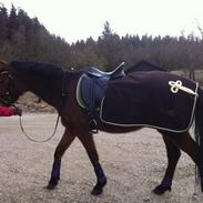 Dansk Varmblod Storåens WeltFlicka