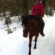 Dansk Varmblod Storåens WeltFlicka