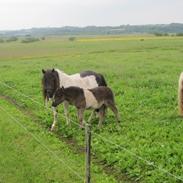 Shetlænder Mosbækmindes Emalie