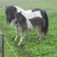 Shetlænder Mosbækmindes Emalie