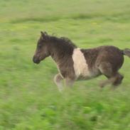 Shetlænder Mosbækmindes Emalie