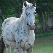 Appaloosa Sammie Tarzan