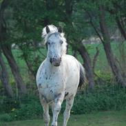 Appaloosa Sammie Tarzan