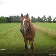 Anden særlig race Victor <3