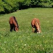 Frederiksborg Stald Caka's Sanina