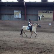 Fjordhest Iris (mussen) <3