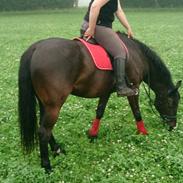 Anden særlig race Diablo