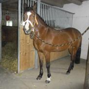 Hollandsk Sportspony Killenc