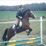 Hollandsk Sportspony Killenc