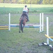 Hollandsk Sportspony Killenc