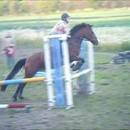 Hollandsk Sportspony Killenc