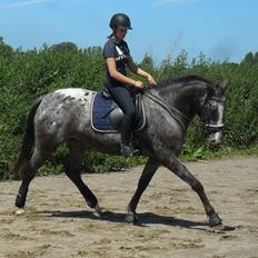 Knabstrupper Havens Bellis