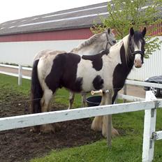 Irish Cob Columbus