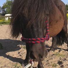 Shetlænder Sasha *min part*