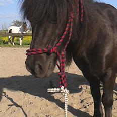 Shetlænder Sasha *min part*