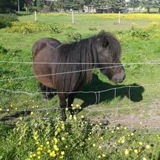 Shetlænder Sasha *min part*