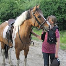 Fjordhest Blanding Golden Princess. I miss you!!<33