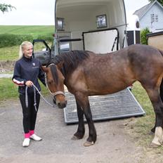 Welsh Cob (sec D) De Busies Bound for Glory