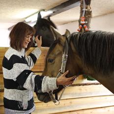 Welsh Cob (sec D) De Busies Bound for Glory