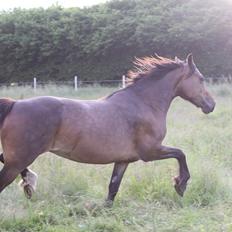 Welsh Cob (sec D) De Busies Bound for Glory