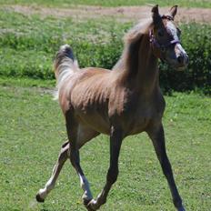 Anden særlig race Miss Butterfly N