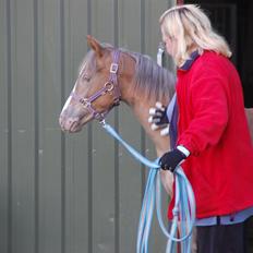 Anden særlig race Miss Butterfly N