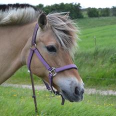 Fjordhest Musse