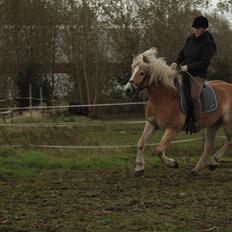 Haflinger Nyegaards Nicoll