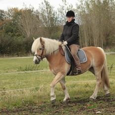 Haflinger Nyegaards Nicoll