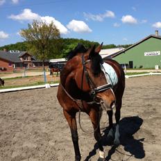 Dansk Varmblod Cavan