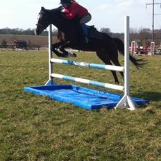 Dansk Varmblod Cavan