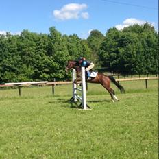 Dansk Varmblod Cavan