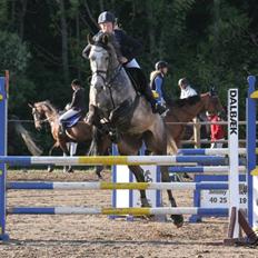 Hollandsk Varmblod Baron