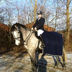 Hollandsk Varmblod Baron