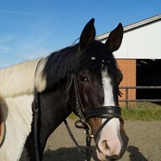 Anden særlig race Rainbow
