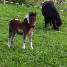 Shetlænder Bellis Merci *solgt*
