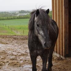 Islænder Sölvi frá Yggdrasil