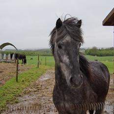 Islænder Sölvi frá Yggdrasil