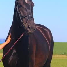 Oldenborg Nero. | Bøllebarnet |