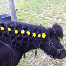 Shetlænder spunk