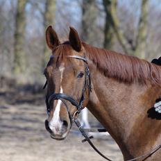Anden særlig race Kosmo