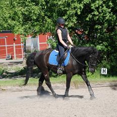 Hollandsk Sportspony Black Boy