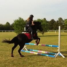 Hollandsk Sportspony Black Boy