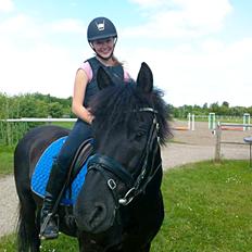 Hollandsk Sportspony Black Boy