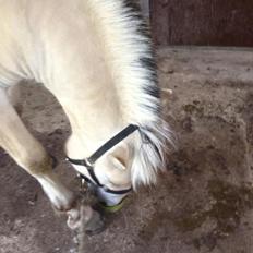 Fjordhest Ågerupgaards Benjamin