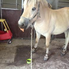 Fjordhest Ågerupgaards Benjamin