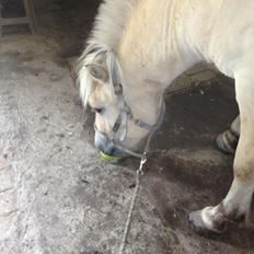Fjordhest Ågerupgaards Benjamin
