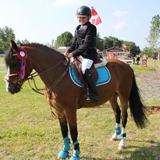 Welsh Pony (sec B) Bakkegaarden´s perfect prince