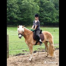 Tyroler Haflinger Fannie af Stenbek